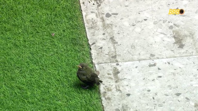 BBB 26: FESTA FLOPADA DE COWBOY E JONAS! COWBOY XINGA MÃE DE ANA PAULA E PASSARINHO ROUBA A CENA DAS PLANTAS!