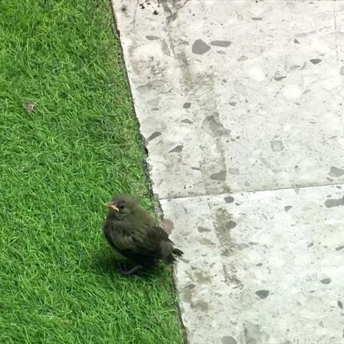 BBB 26: FESTA FLOPADA DE COWBOY E JONAS! COWBOY XINGA MÃE DE ANA PAULA E PASSARINHO ROUBA A CENA DAS PLANTAS!